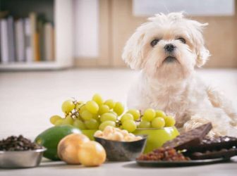 بهترین غذای سگ مالتیز رو بشناسید + 3دستور پخت