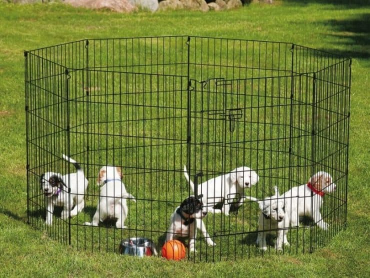بازی توله سگ ها داخل پارک
