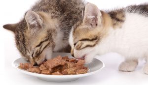 غذای پوچ خوردن گربه