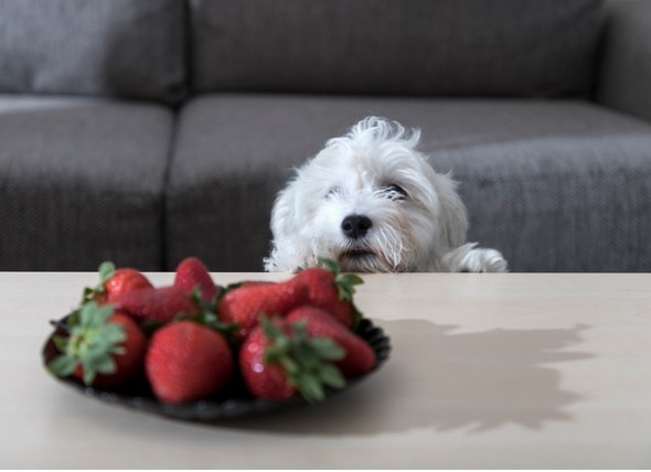 میوه برای توله سگ