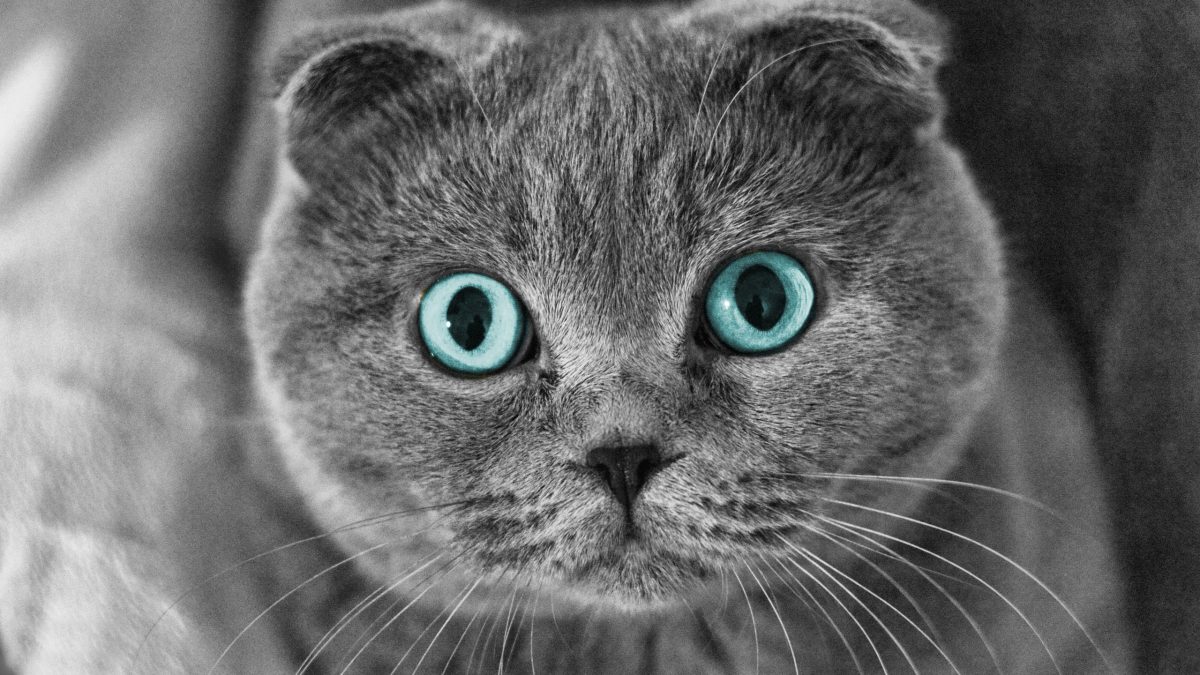 بچه گربه گربه‌ی اسکاتیش فولد چشم ابی روشن