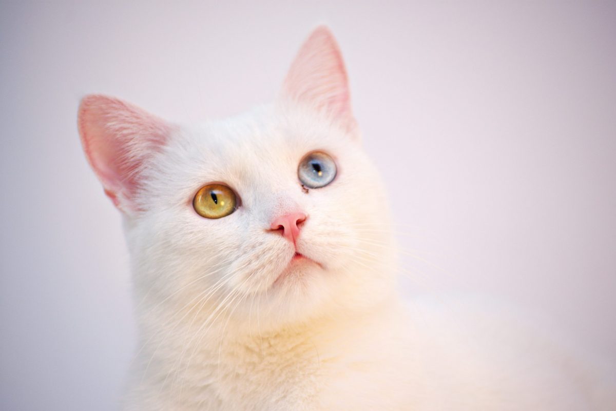 گربه چشم رنگی