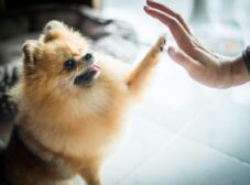 چگونه سگ اشپیتز را تربیت کنیم؟