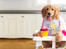 غذای توله سگ در تمام سنین از نظر دامپزشک چیه؟