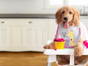 غذای توله سگ در تمام سنین از نظر دامپزشک چیه؟