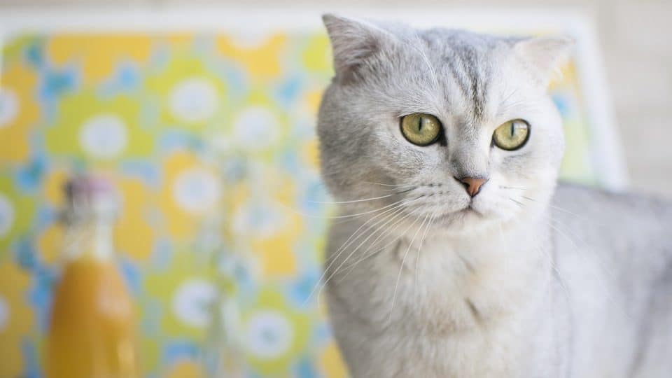 عکس گربه اسکاتیش فولد سفید