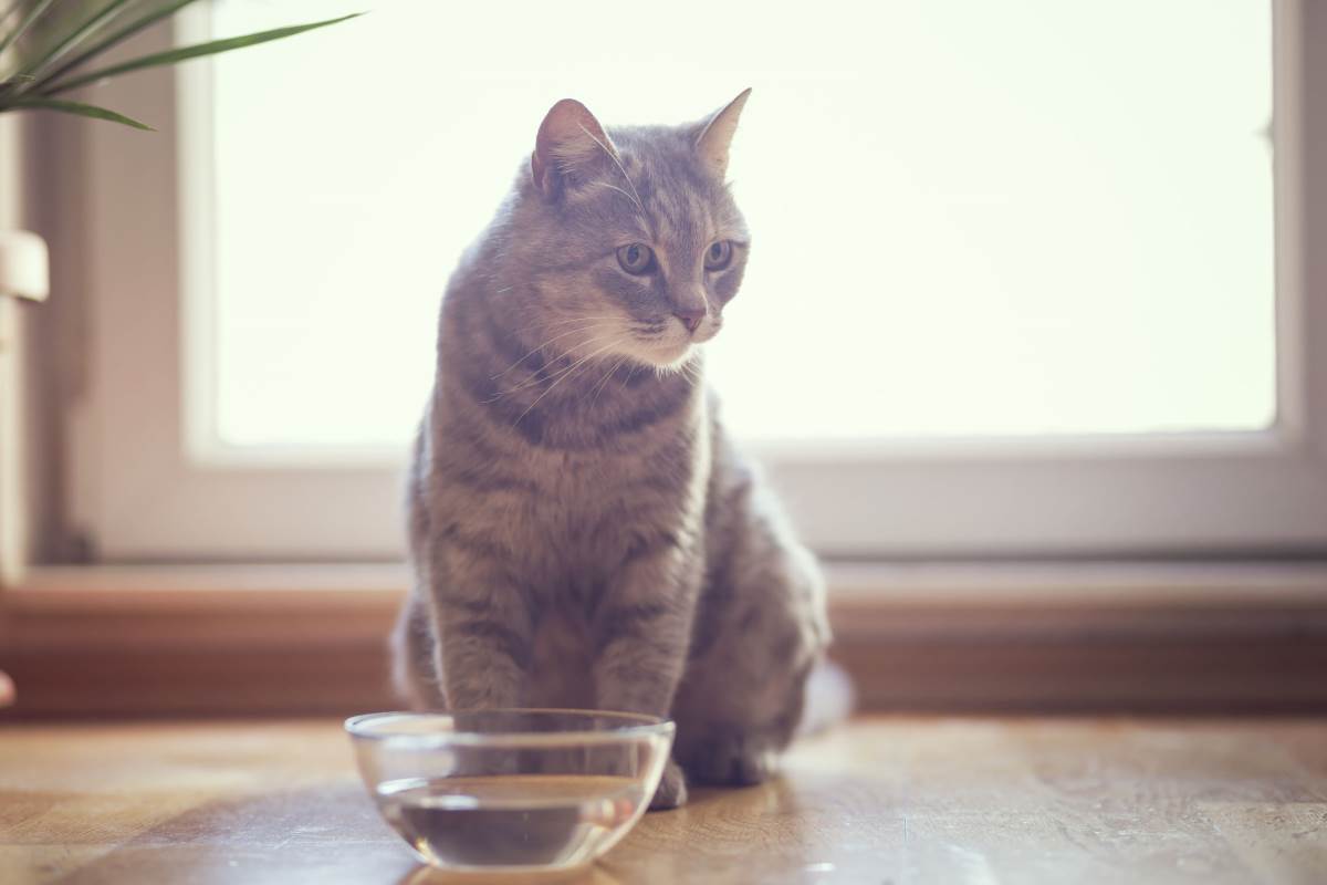 ظرف آب گربه و گربه