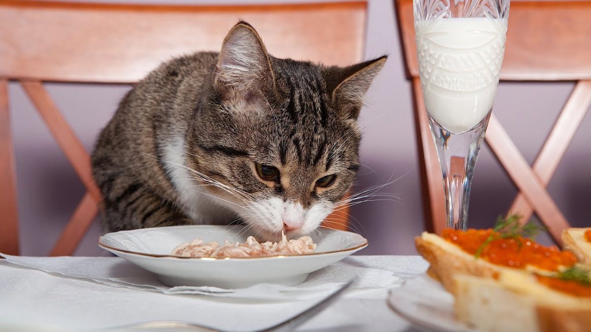 گربه در حال غذا خوردن