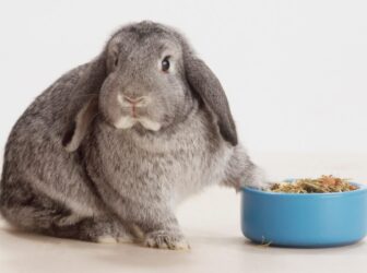 غذای خرگوش از زبان دامپزشک تغذیه + [راهنمای خرید]