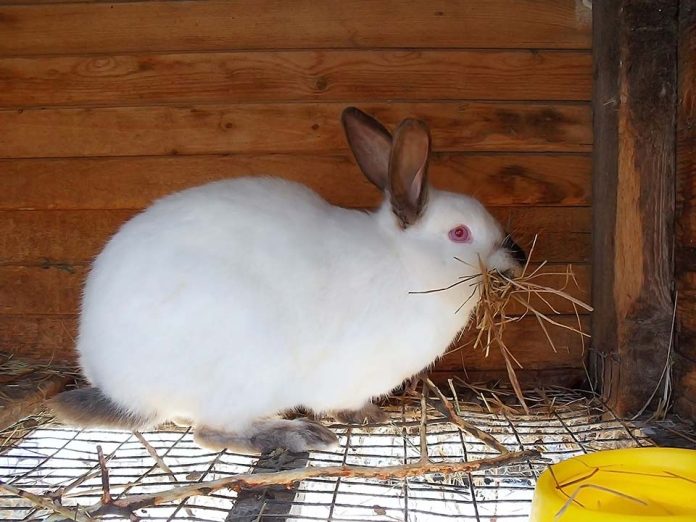 خرگوش باردار (حامله) در حال غذا خوردن