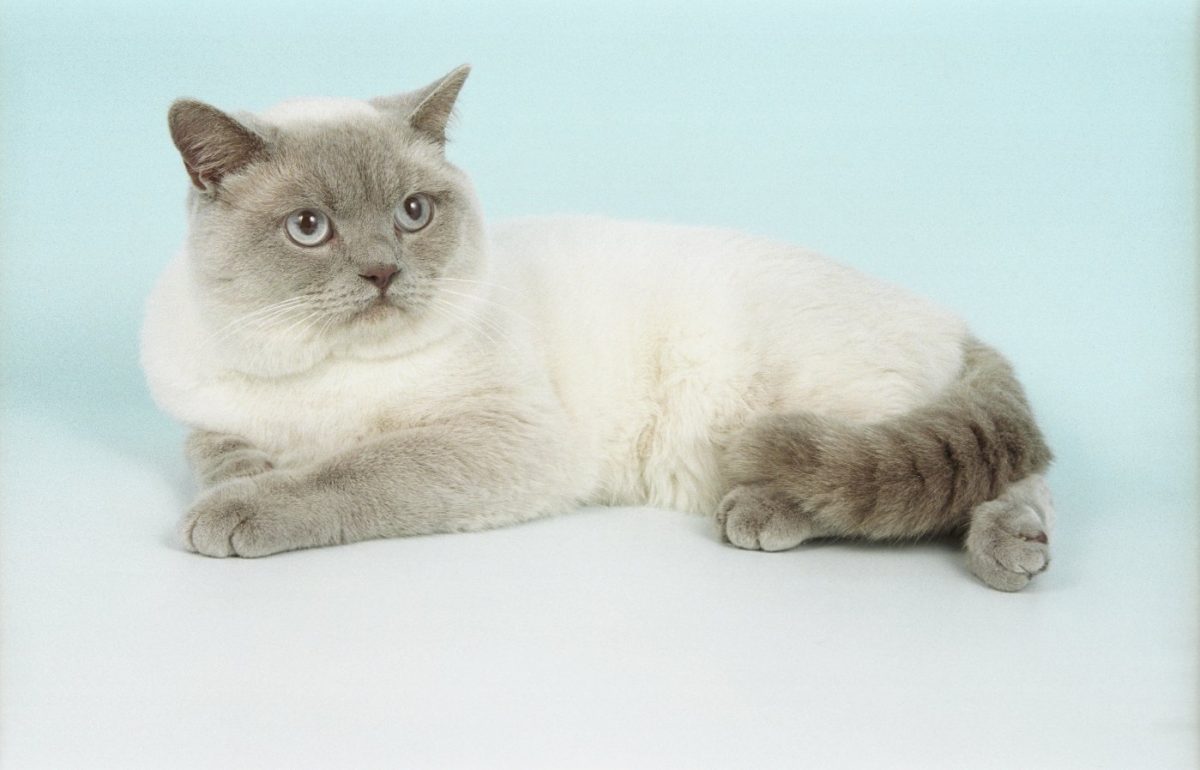 گربه بریتیش سفید خاکستری