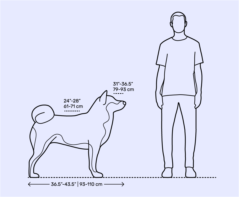 مقیاسه اندازه سگ آکیتا با انسان