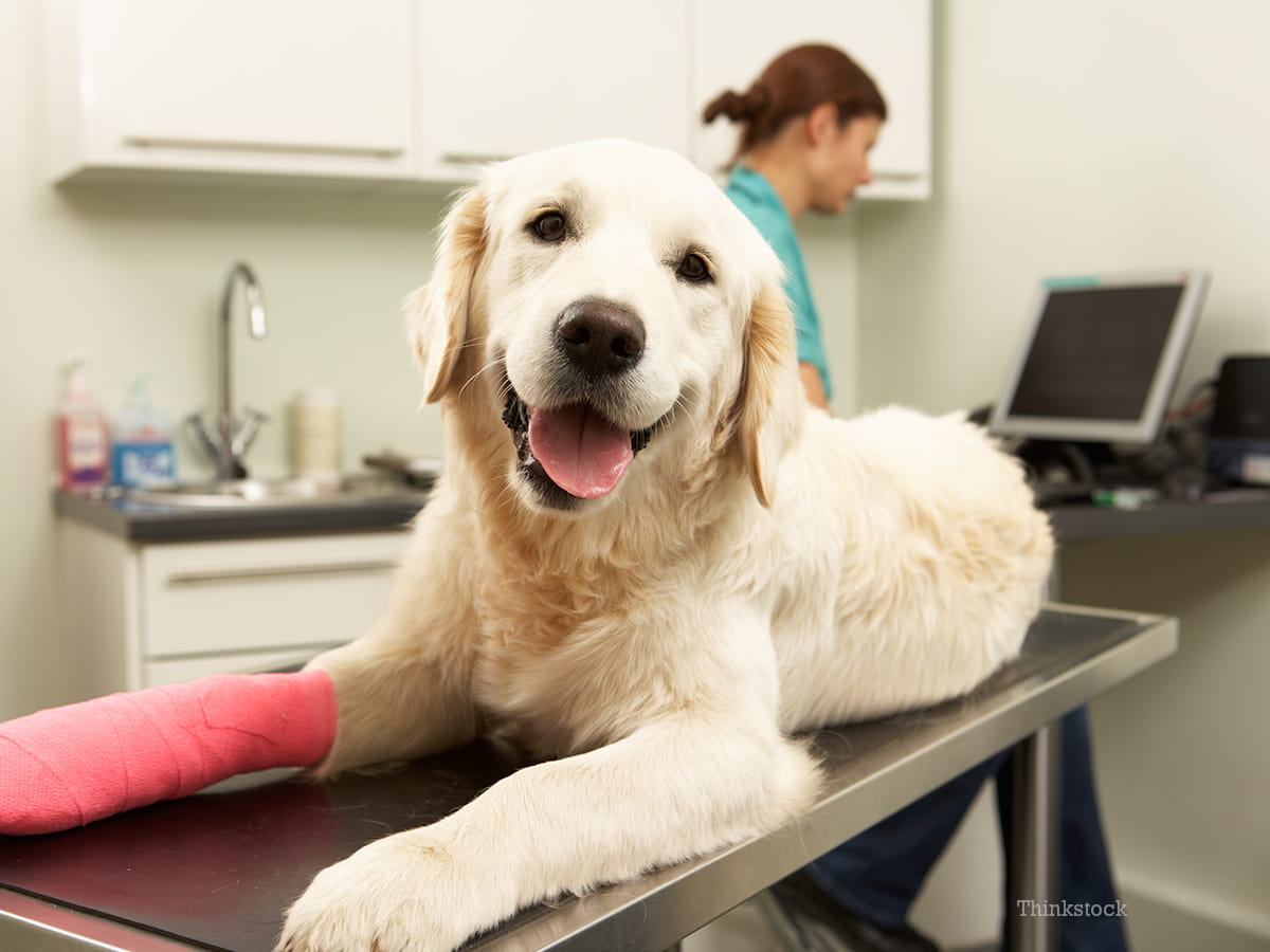 کلینیک دامپزشکی برای سگ