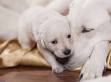 همه چیز در مورد بارداری سگ و نگهداری از سگ باردار
