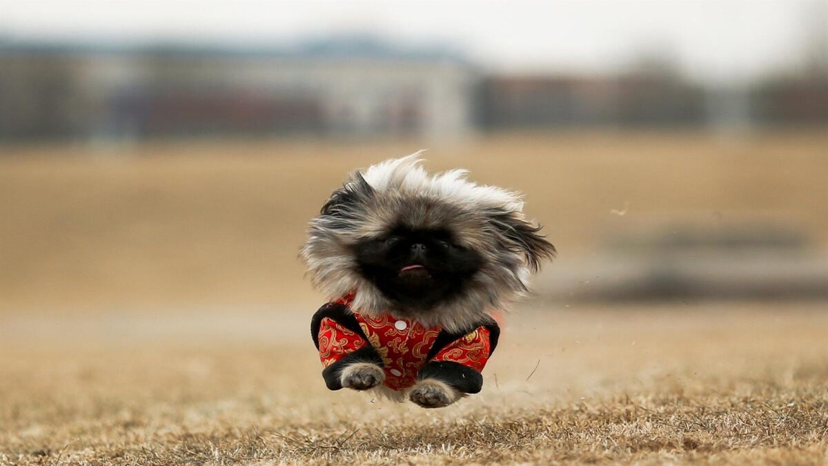 عکس سگ نژاد پیکینیز در حال دویدن