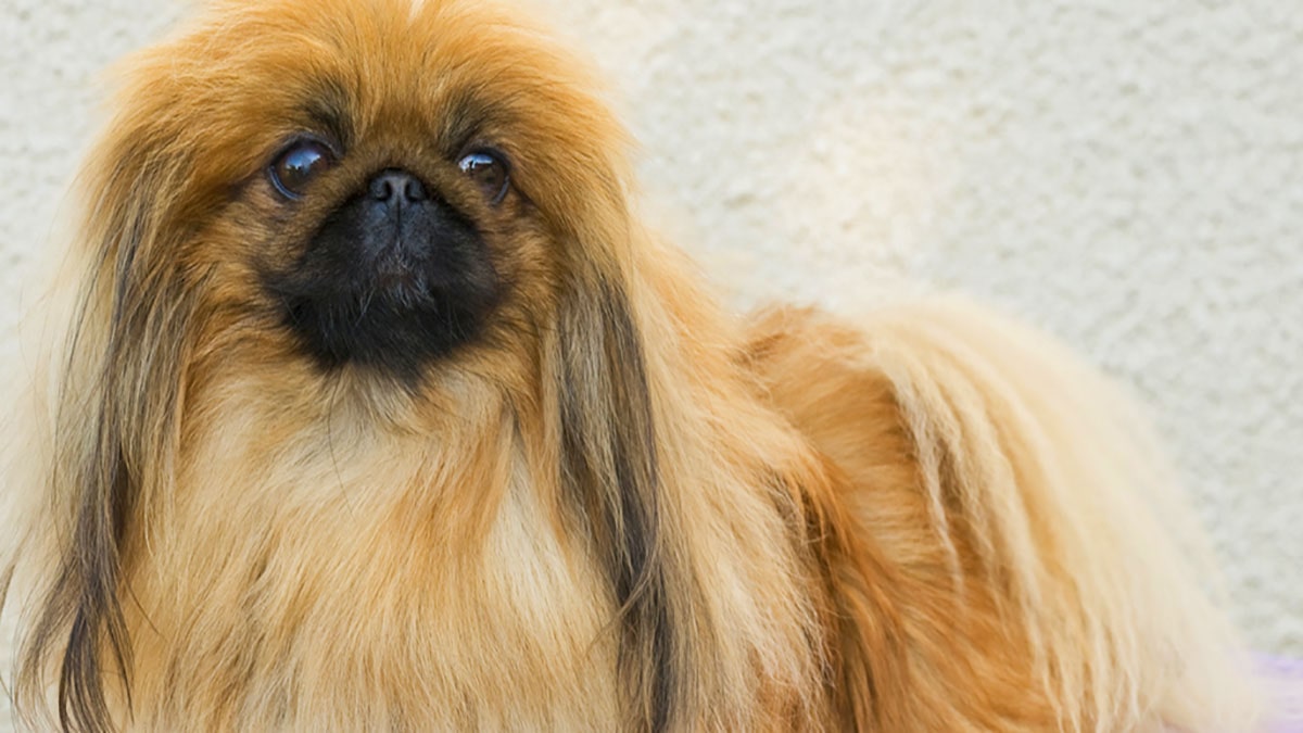 سگ پوزه کوتاه نژاد پیکینیز