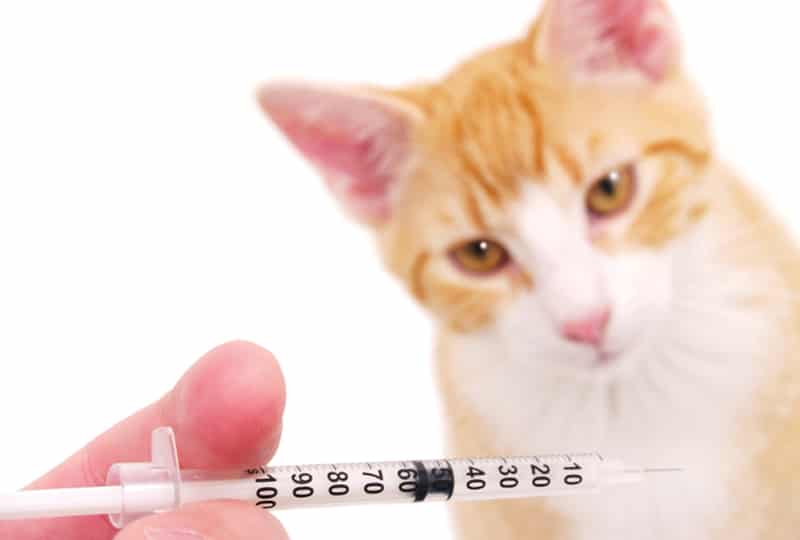 گربه و واکسیناسیون