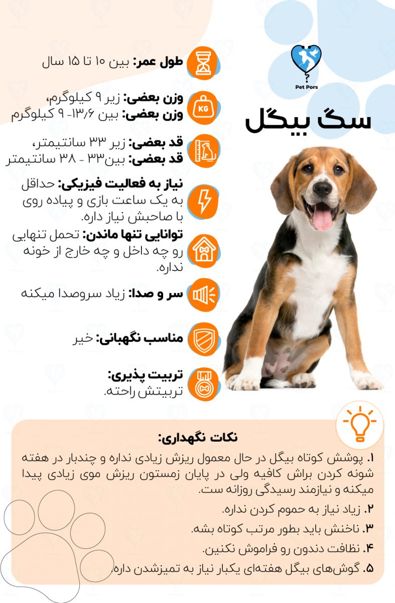 خصوصیات و نکات نگهداری نژاد سگ بیگل
