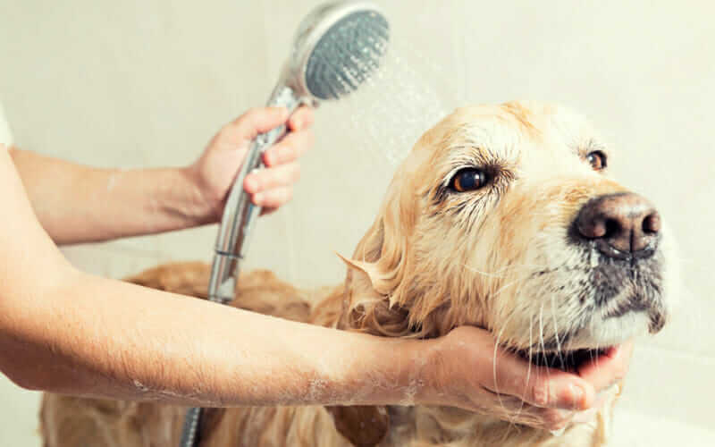 شستن سگ