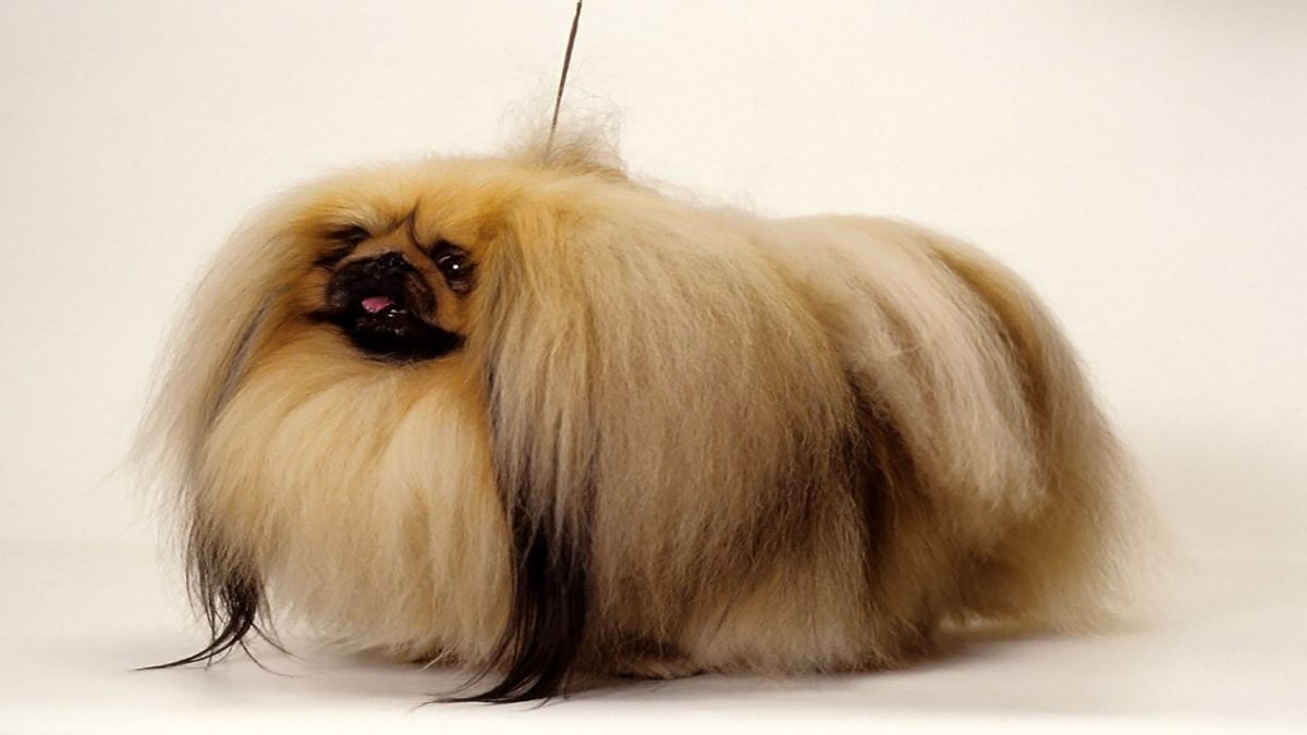 عکس سگ نژاد پیکینیز مو بلند