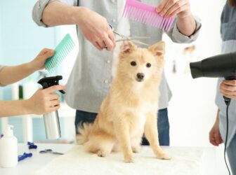 راهنمای حمام کردن و اصلاح سگ خانگی