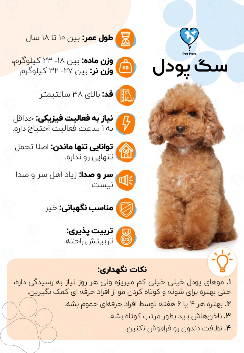 اینفوگرافی نژاد سگ پودل