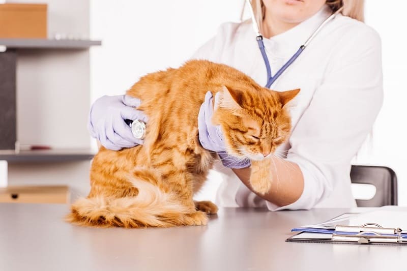 معاینه گربه مریض