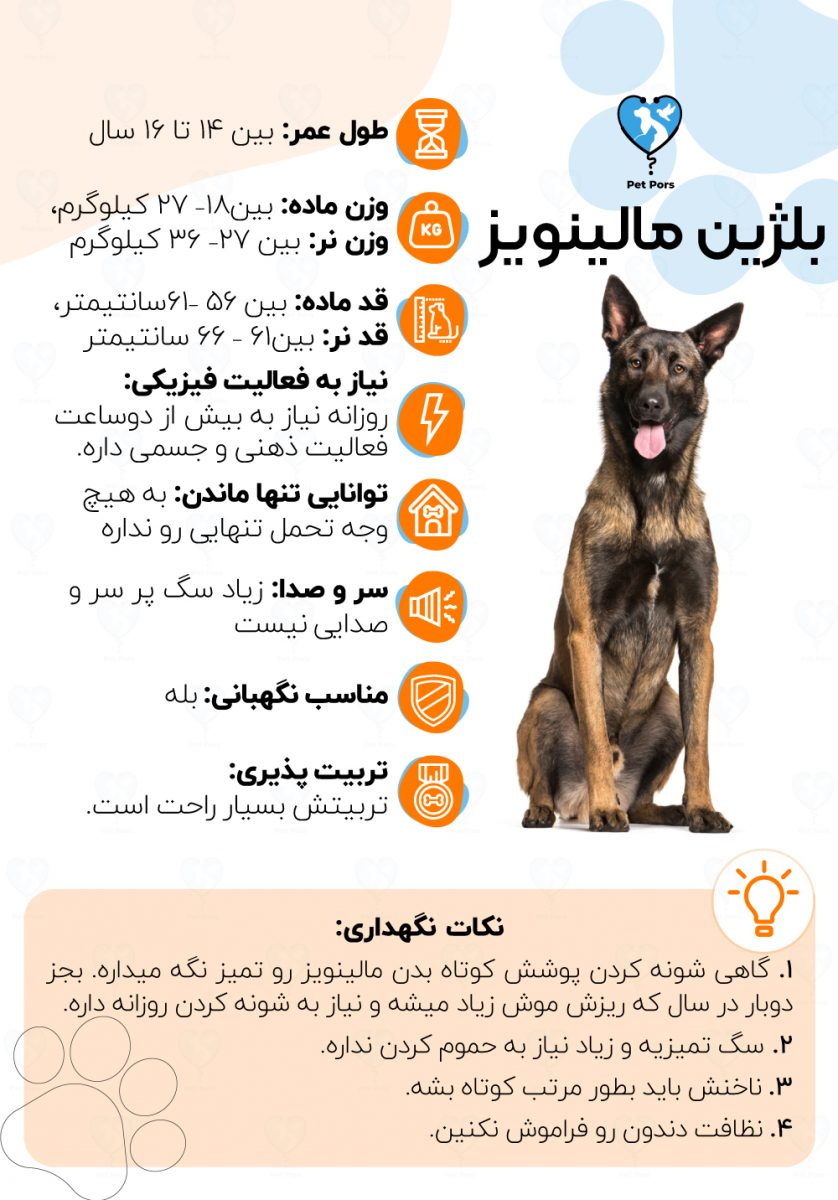 اینفوگرافی نژاد سگ بلژین مالینویز