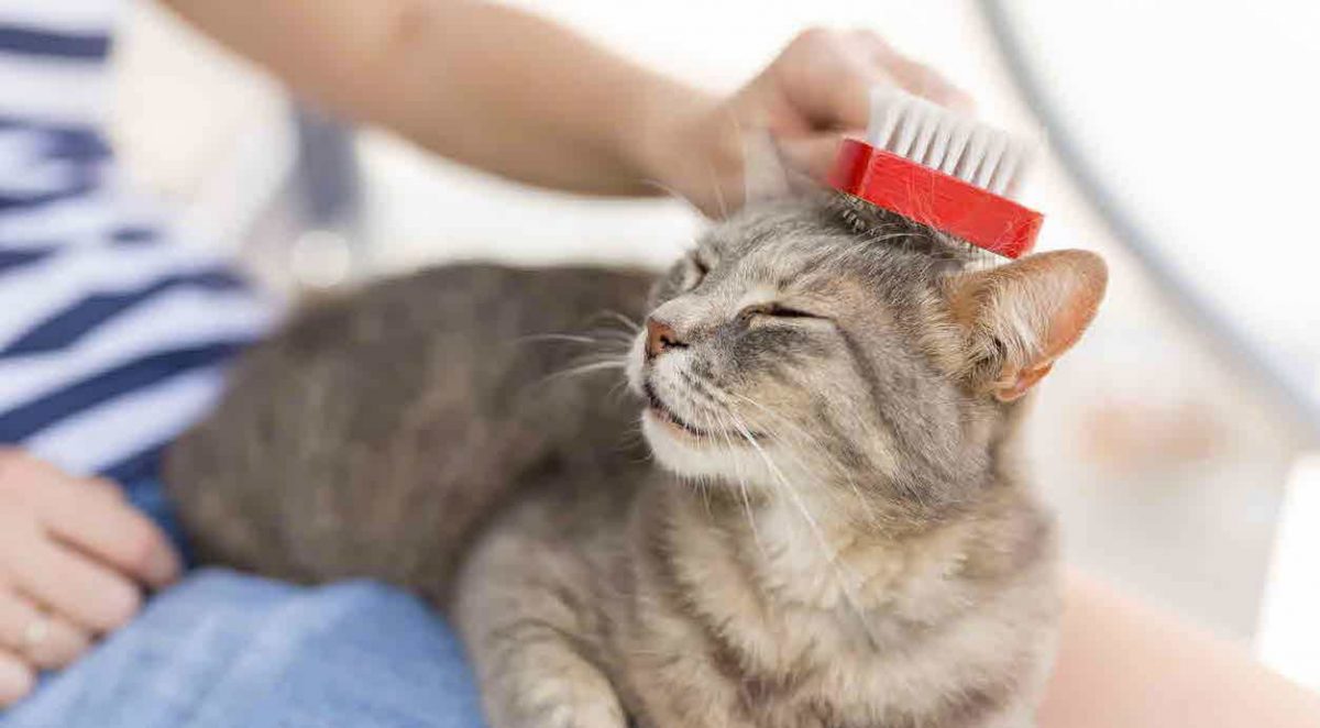 مراقبت از موهای گربه