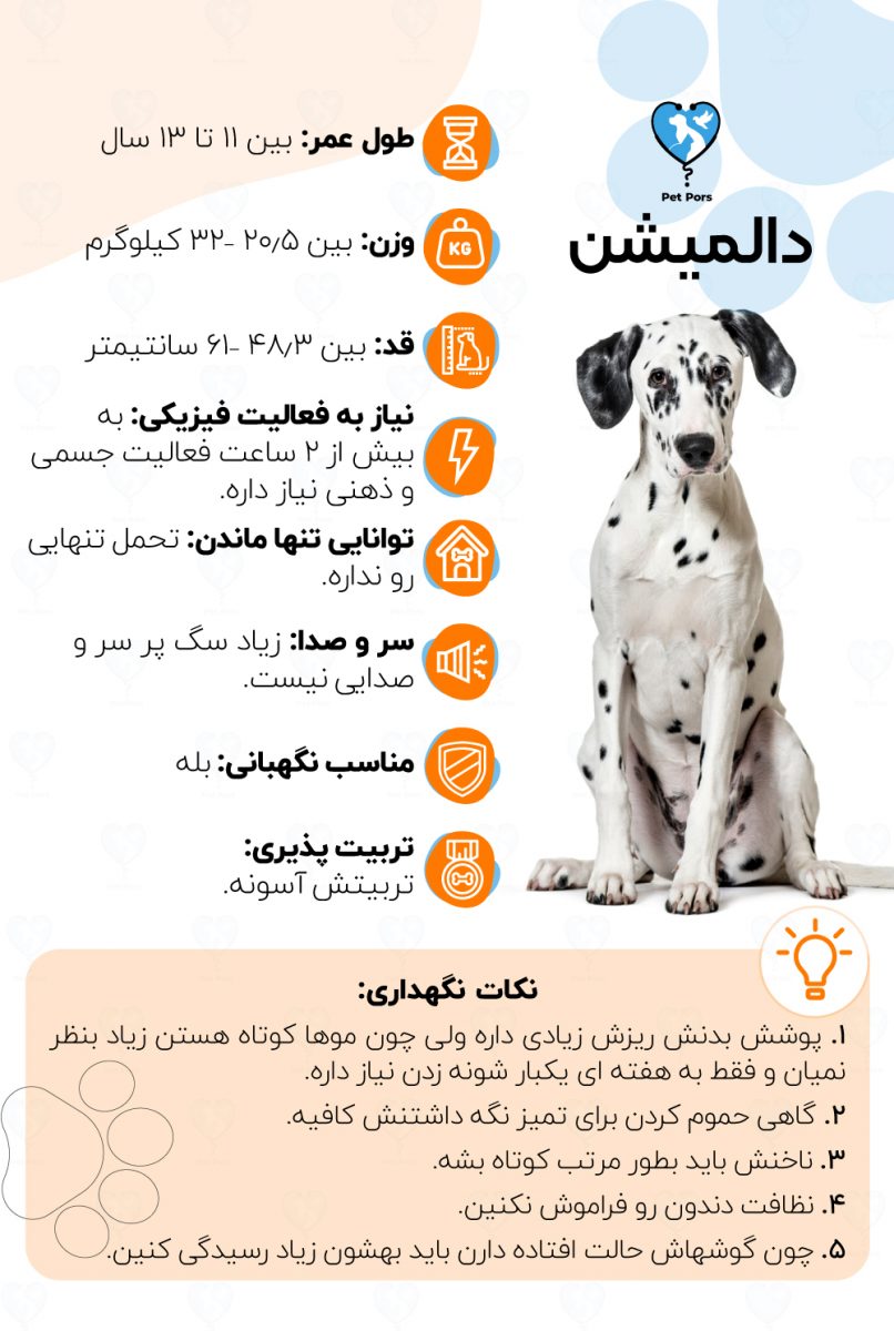 خصوصیات و نکات نگهداری نژاد سگ دالمیشن