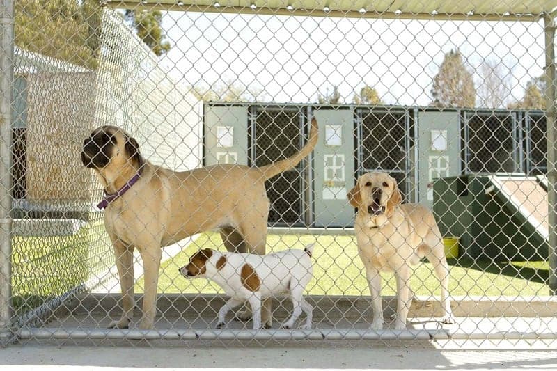سه سگ در پانسیون