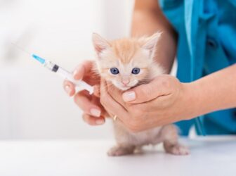 واکسیناسیون گربه (برنامه زمانی + واکسن‌های ضروری)