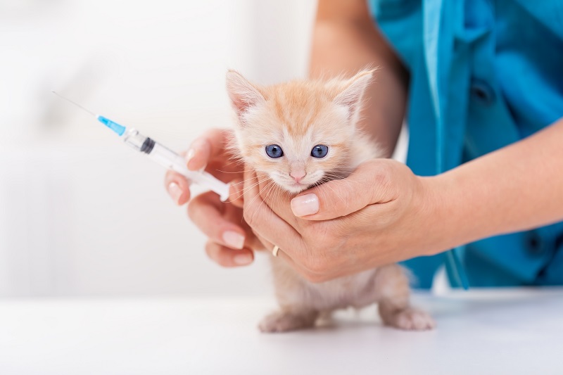 بچه گربه در حال واکسیناسیون