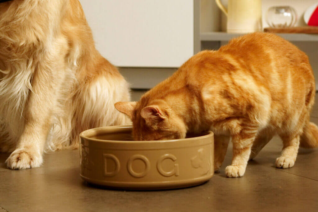 غذای سگ؛ غذایی نامناسب برای گربه