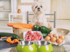 غذای خانگی برای سگ و توله سگ؛ بایدها و نبایدها