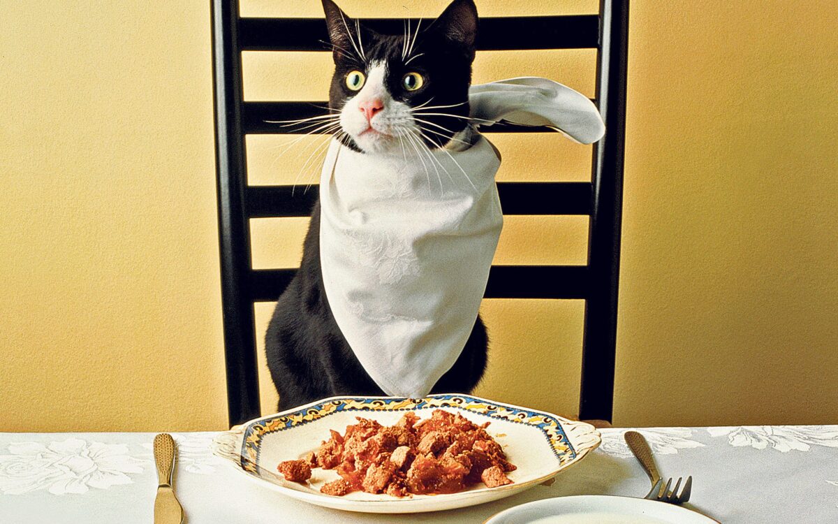 غذای خانگی برای گربه