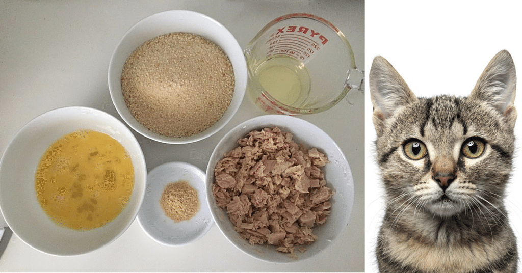 دستور غذای خانگی برای گربه