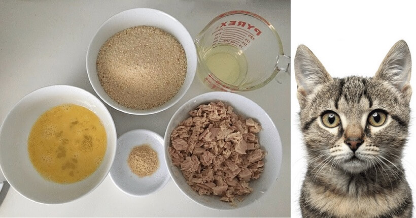 دستور غذایی برای گربه خانگی
