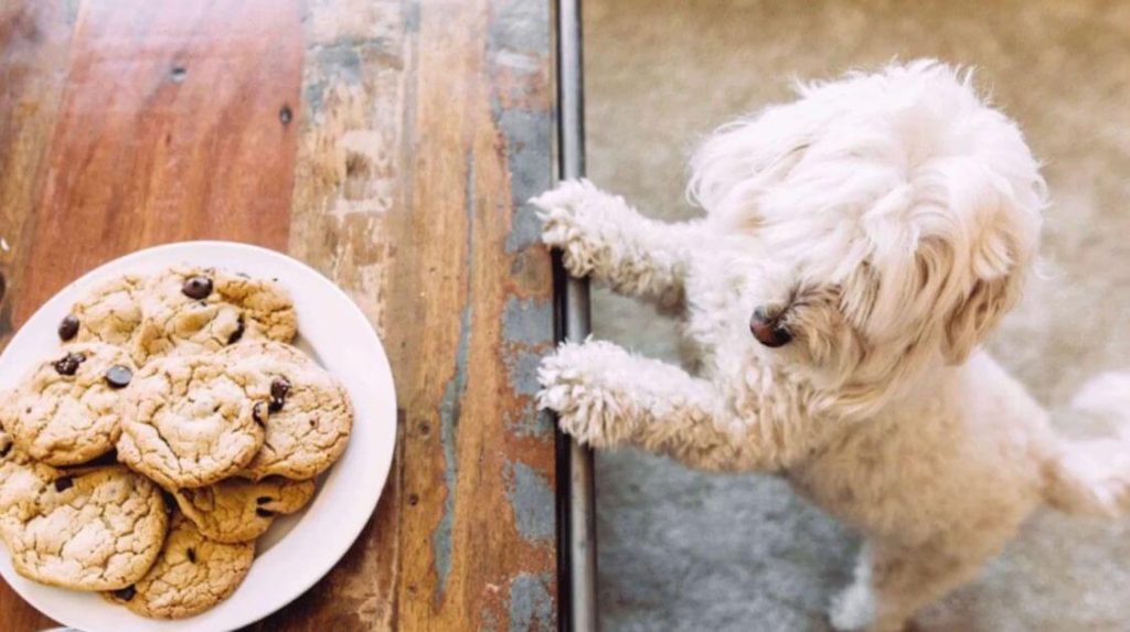 شیرینی برای سگ ضرر داره؟