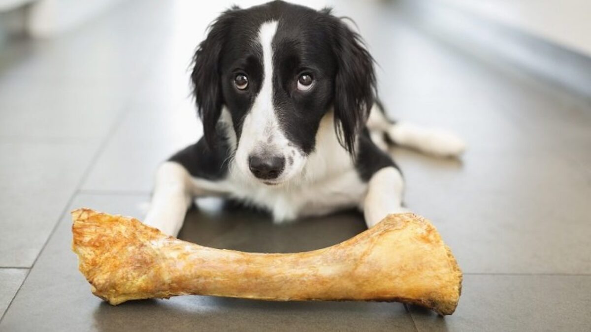استخوان؛ غذای ممنوعه برای سگ