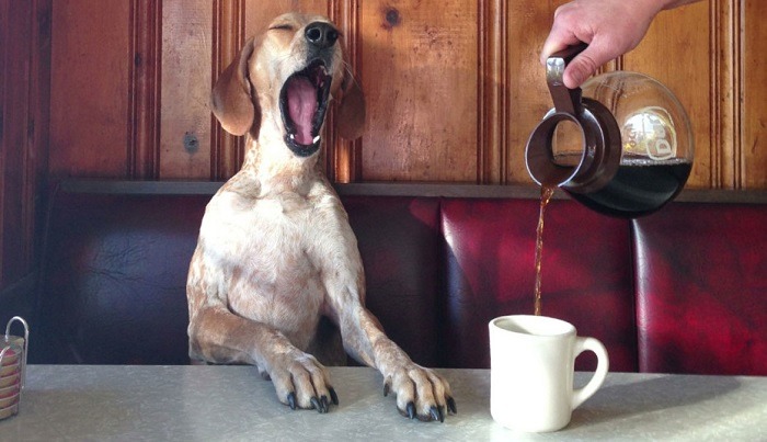 قهوه برای سگ
