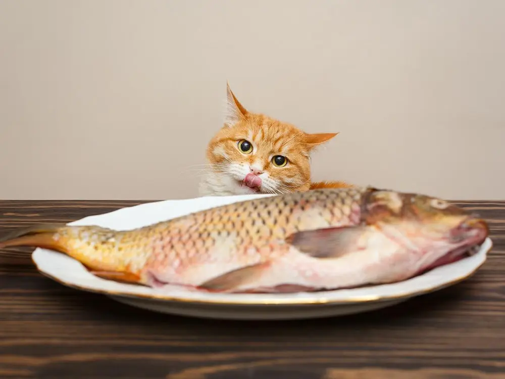 پختن ماهی برای گربه خانگی