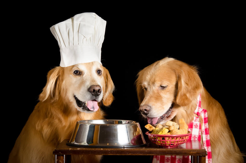 آشپزی برای سگ