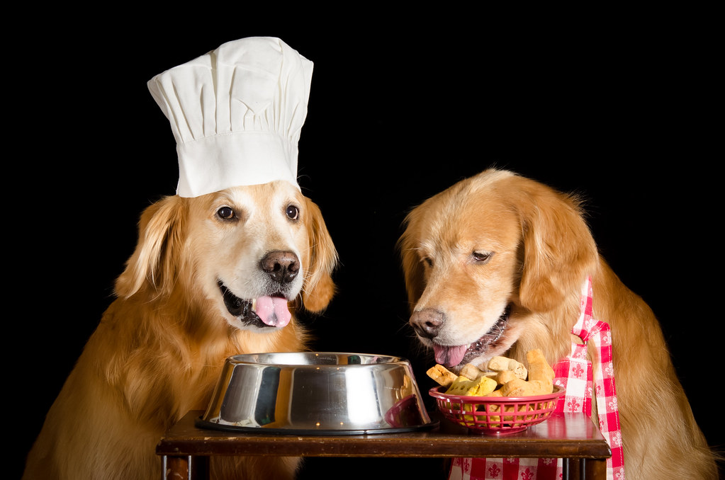 درست کردن غذا برای سگ