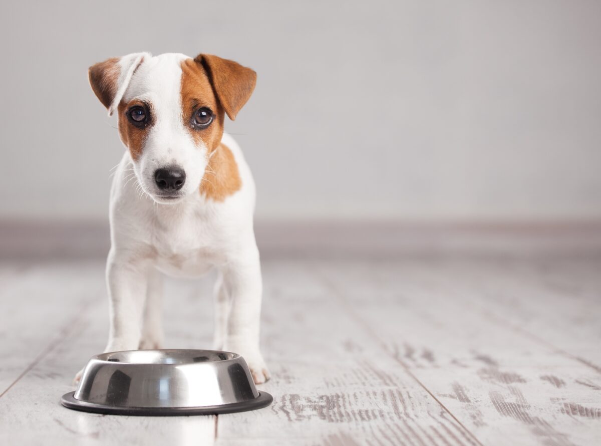 رژیم غذایی برای سگ
