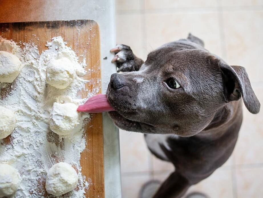 سگ در حال خوردن خمیر