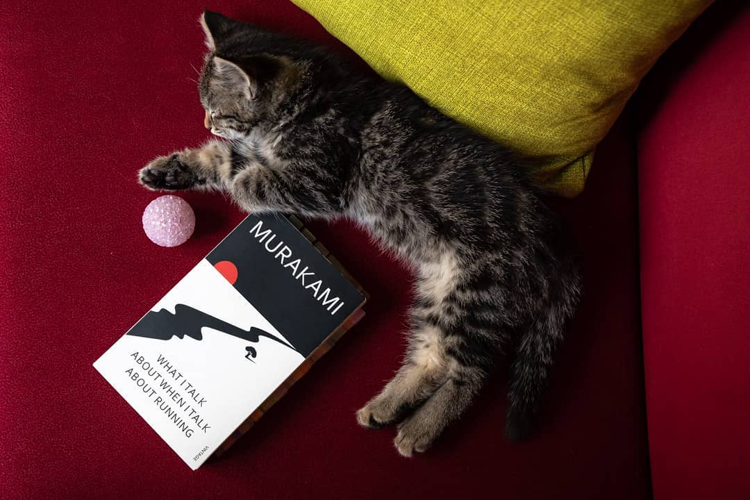 حیوانات خانگی اینفلوئنسر های اینستاگرام گربه دراز کشیده کنار کتاب موراکامی
