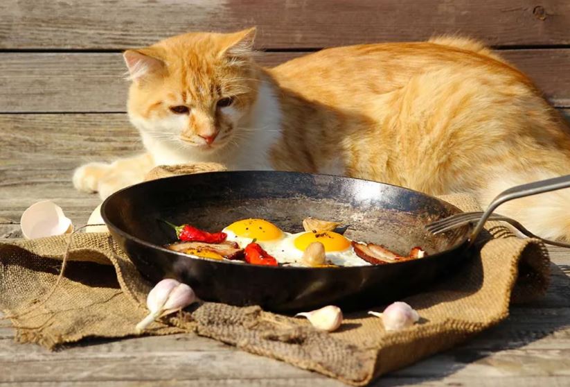 غذای خانگی گربه