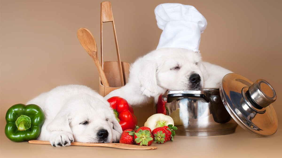 غذاهای مفید برای سگ