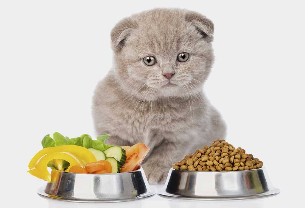 غذای خانگی گربه بهتره یا غذای تجاری